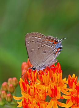 Edward's Hairstreak